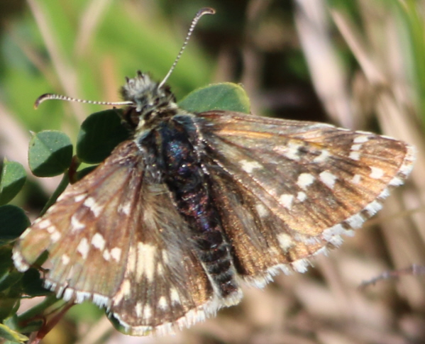 Pyrgus armoricanus ?